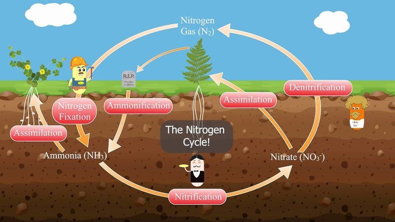 Nitrogen Cycle Quiz