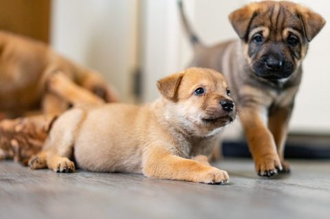 Paws Like Me Quiz