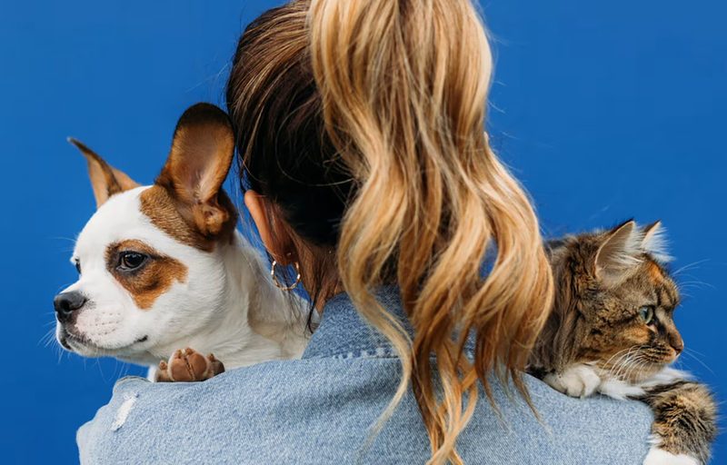 Pet Quiz