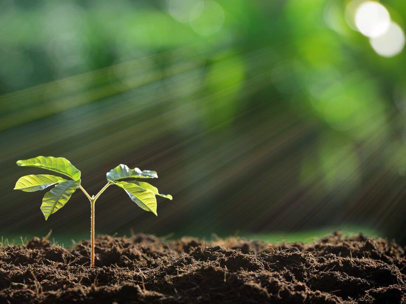 Photosynthesis Quiz