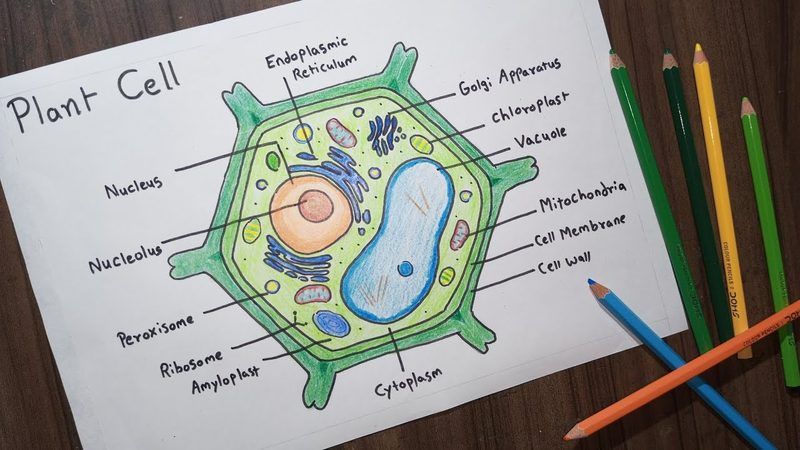 Plant Cell Quiz