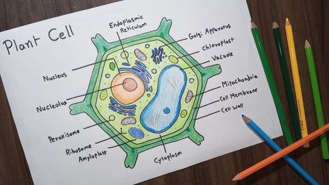 Plant Cell Quiz