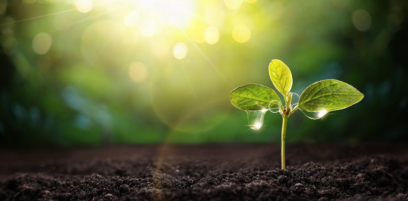 Plant Quiz