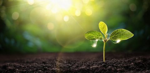 Plant Quiz