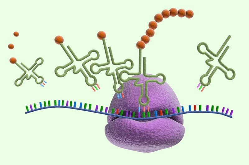 Protein Synthesis Quiz