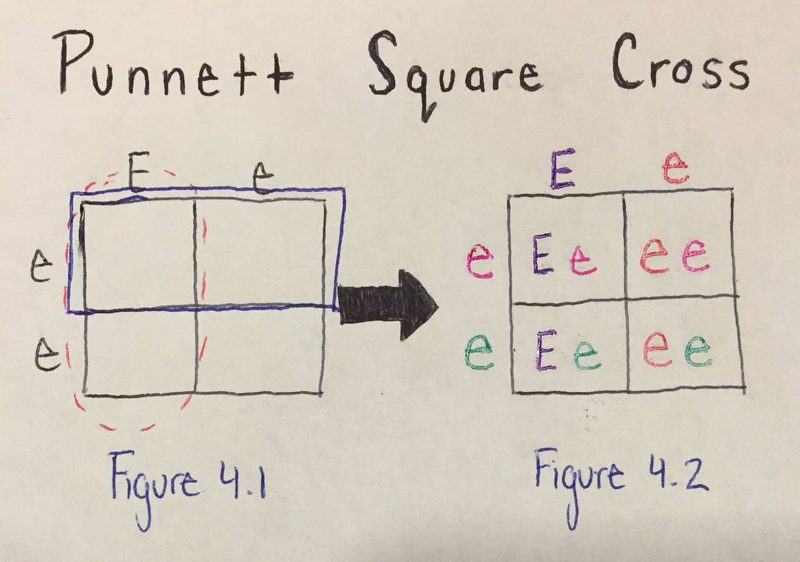 Punnett Square Quiz