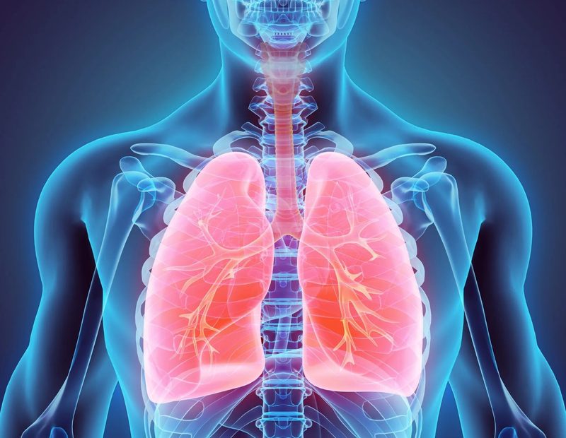 Respiratory System Quiz