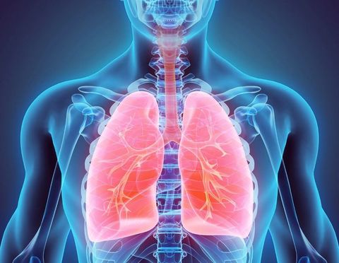 Respiratory System Quiz
