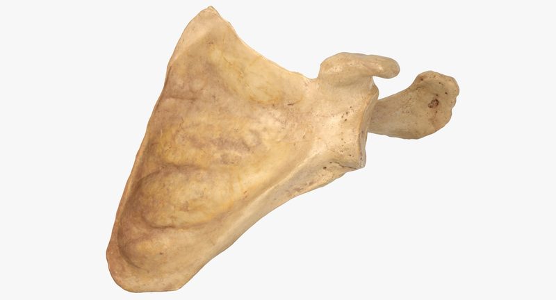 Scapula Quiz
