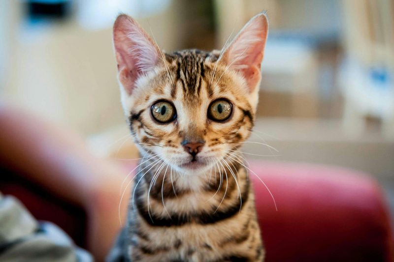 Separation Anxiety In Cats Quiz