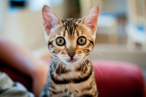 Separation Anxiety In Cats Quiz