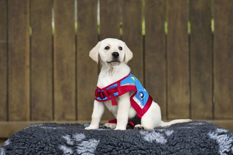 Service Dog Qualification Quiz