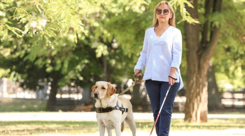 Service Dog Quiz