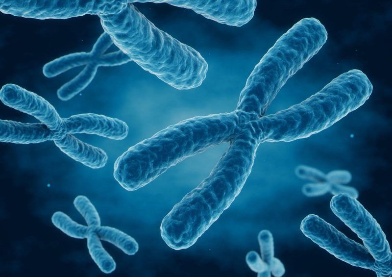 Sex Linked Pedigrees Quiz