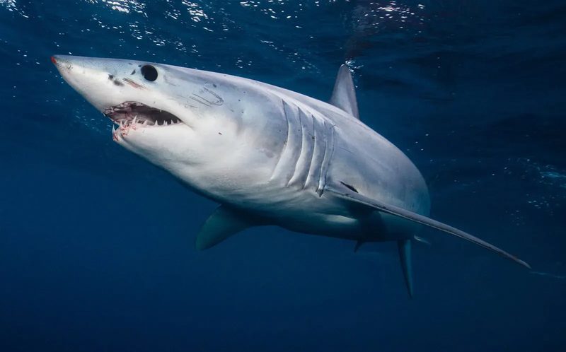 Shark Quiz