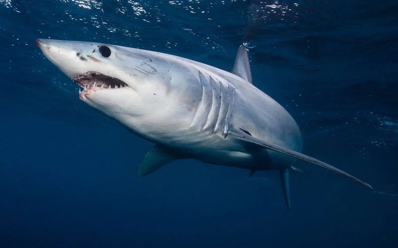 Shark Quiz