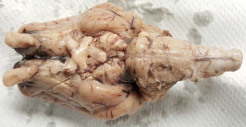 Sheep Brain Quiz