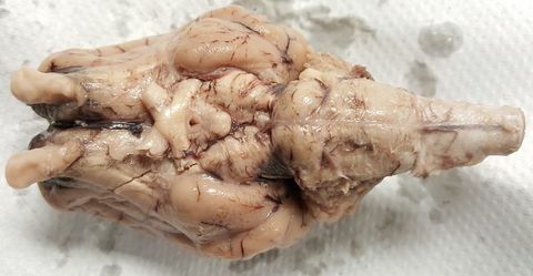 Sheep Brain Quiz