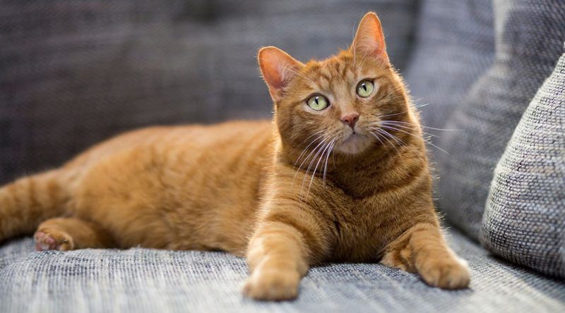 Should I Get A Cat Quiz