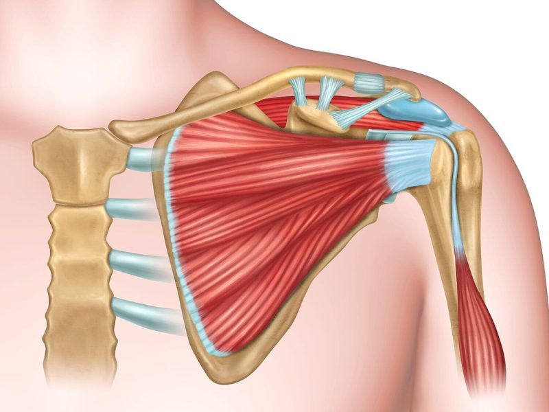 Shoulder Anatomy Quiz