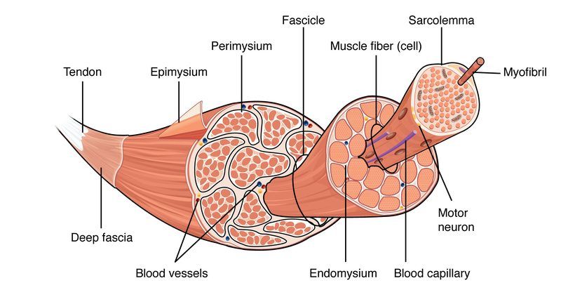 Skeletal Muscle Quiz