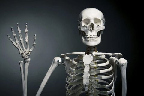 Skeleton Quiz