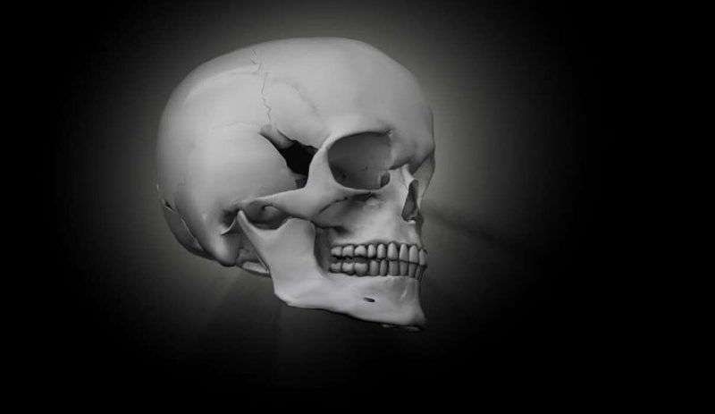 Skull Anatomy Quiz