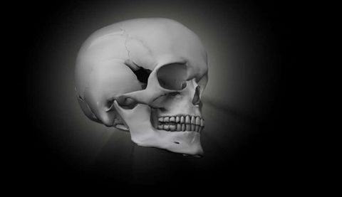 Skull Anatomy Quiz