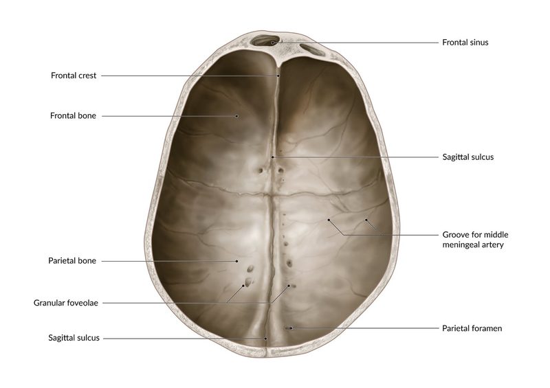 Skull Foramen Quiz