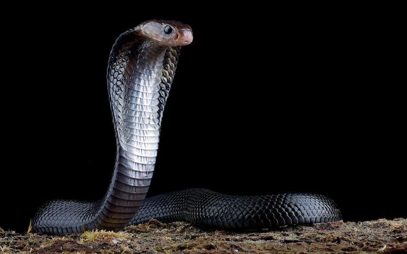 Snake Quiz