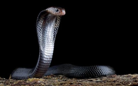 Snake Quiz