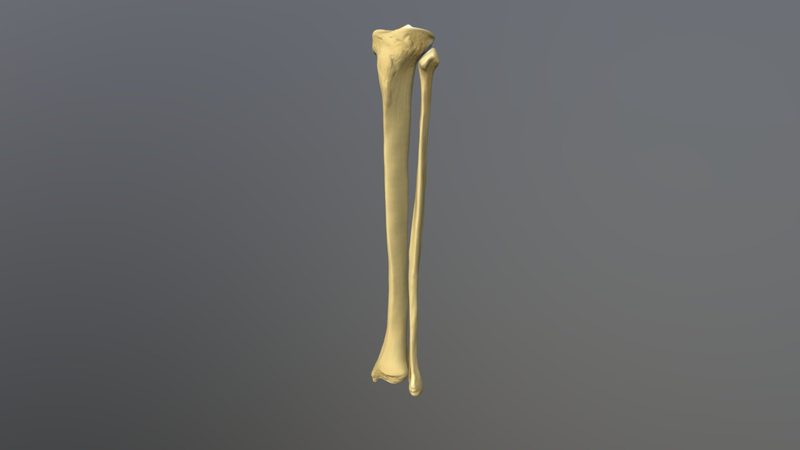 Tibia And Fibula Quiz