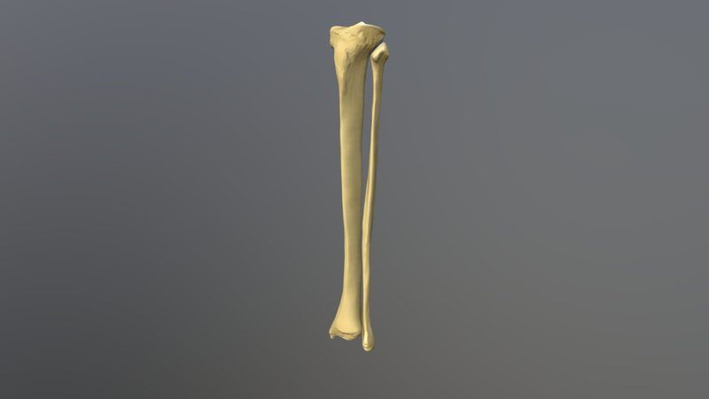Tibia And Fibula Quiz