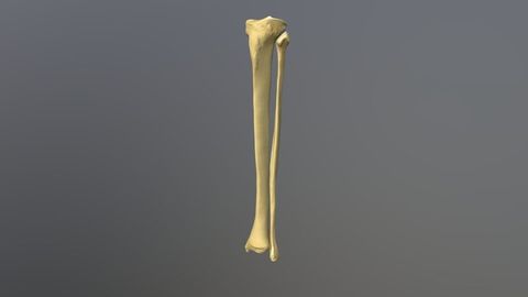 Tibia And Fibula Quiz