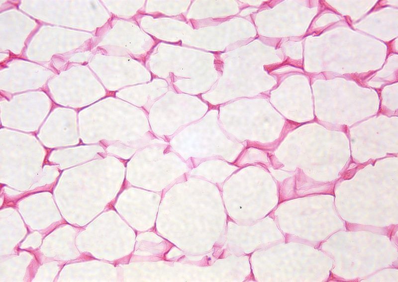 Tissue Identification Quiz