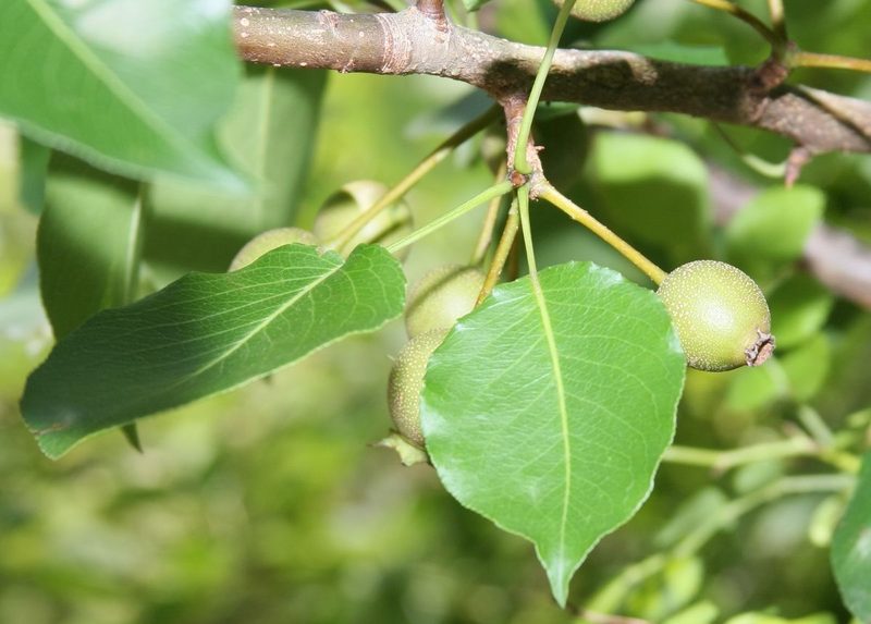 Tree Identification Quiz