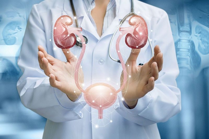 Urinary System Quiz