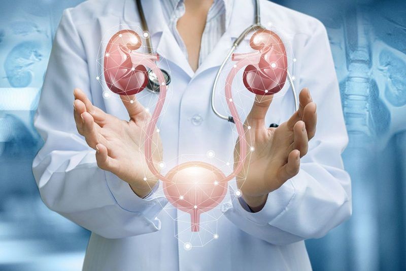 Urinary System Quiz