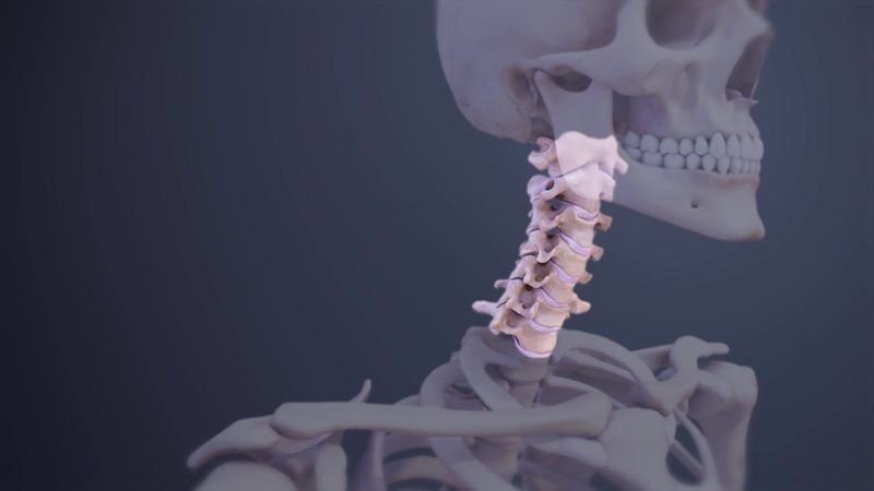 Vertebrae Quiz