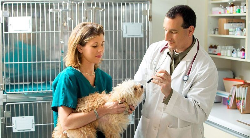 Vet Tech Quiz