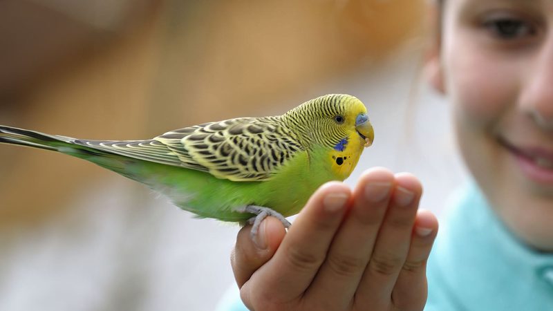 What Bird Should I Get Quiz