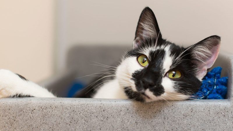 What Is Wrong With My Cat Quiz