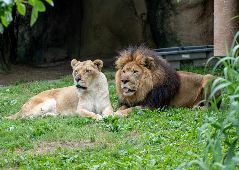 Zoo Quiz