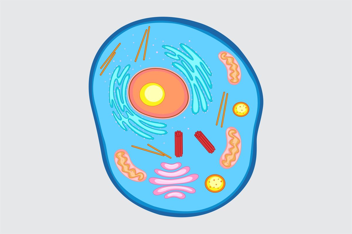 animal-cell-quiz