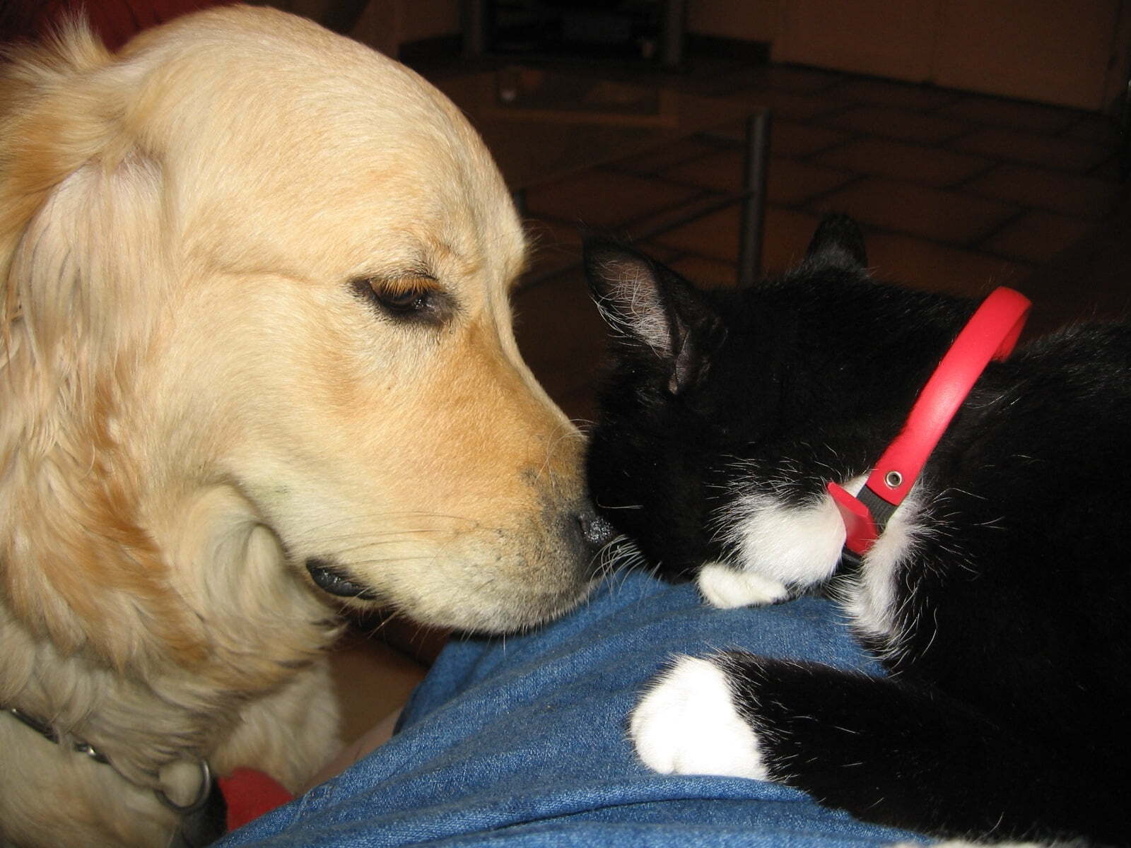 Black Cat or Golden Retriever Quiz