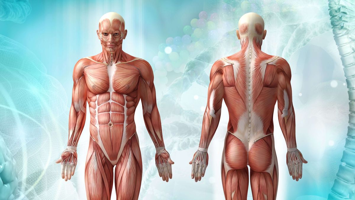 Body Regions Quiz