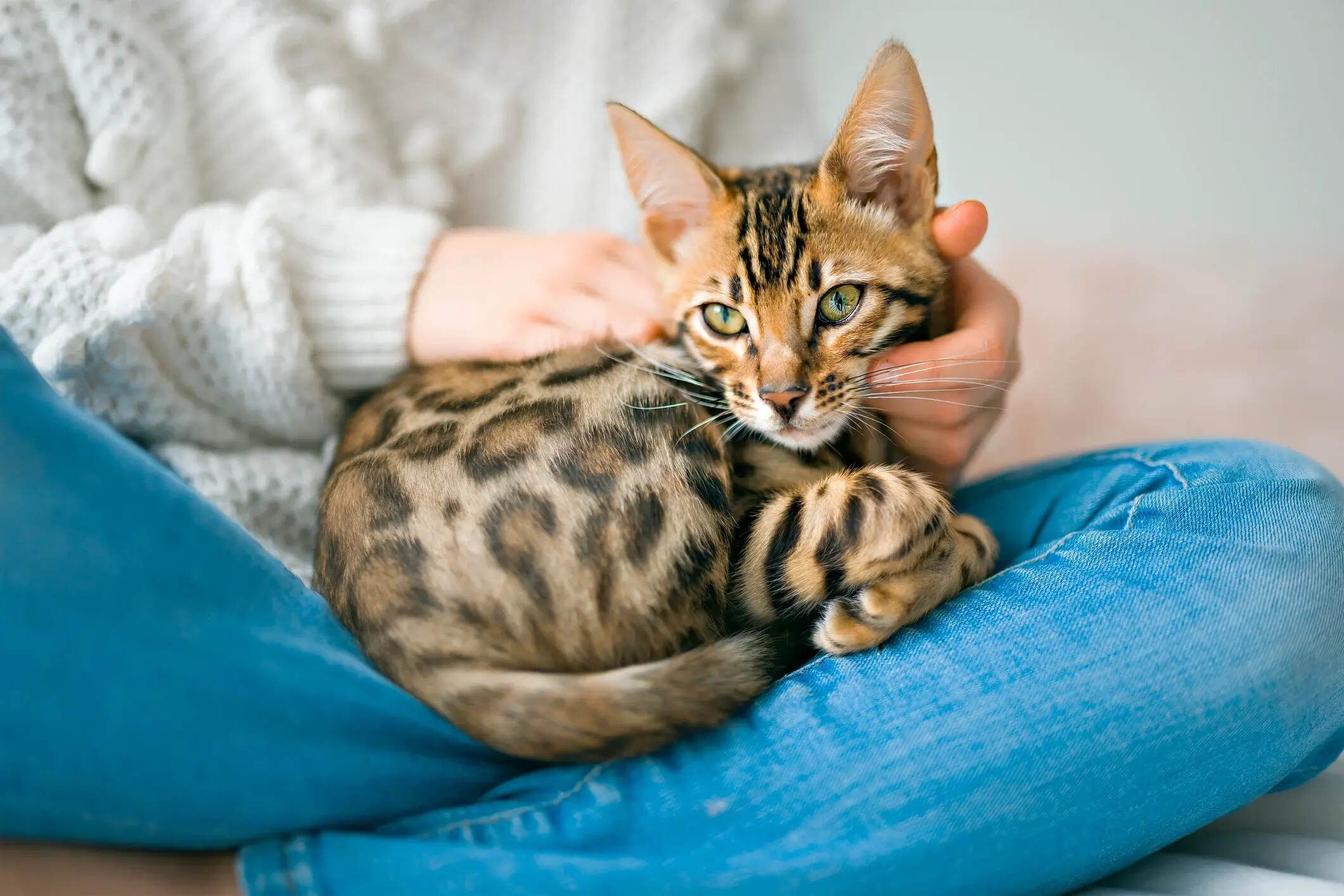 Does My Cat Love Me Quiz