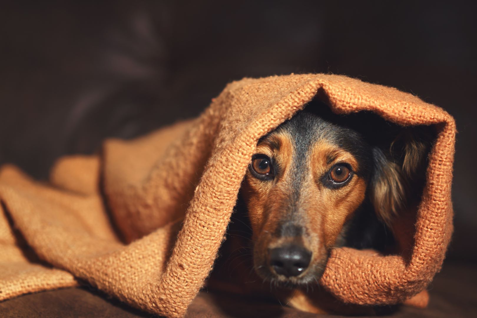 Dog Anxiety Quiz
