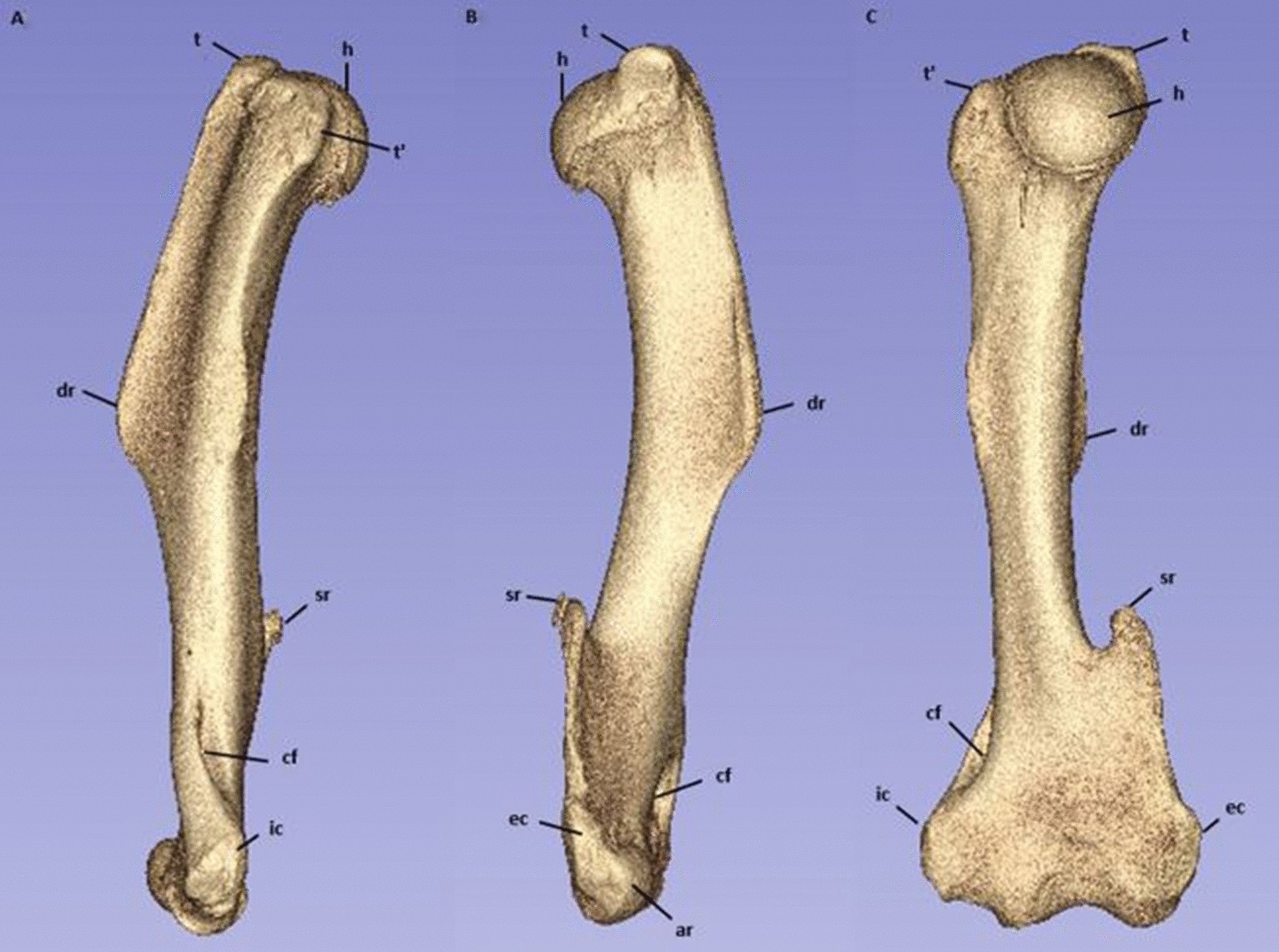 humerus-quiz