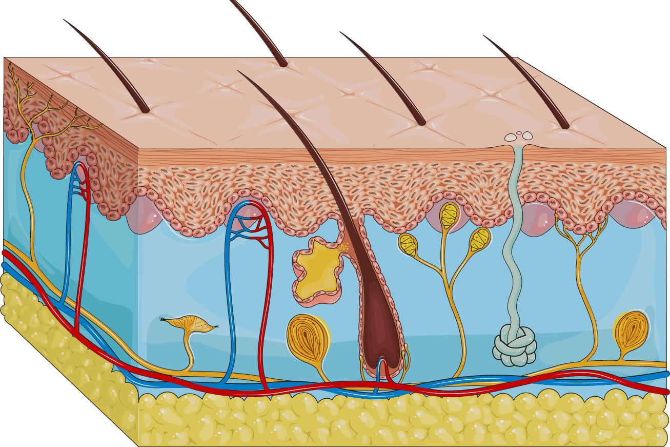 integumentary-system-quiz